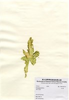 藏品(孔石蓴)的圖片